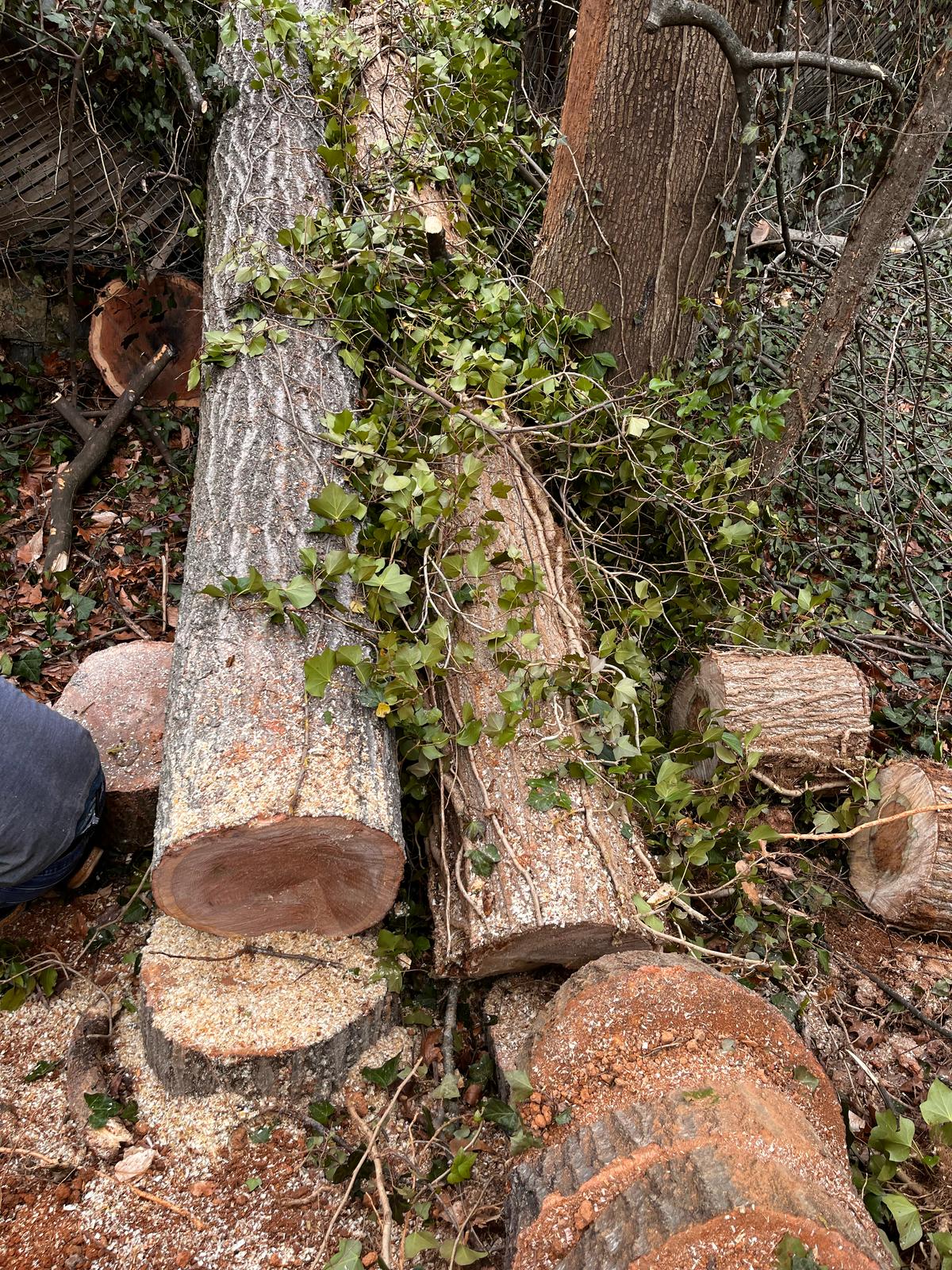 Mendez Tree Services And Landscaping LLC